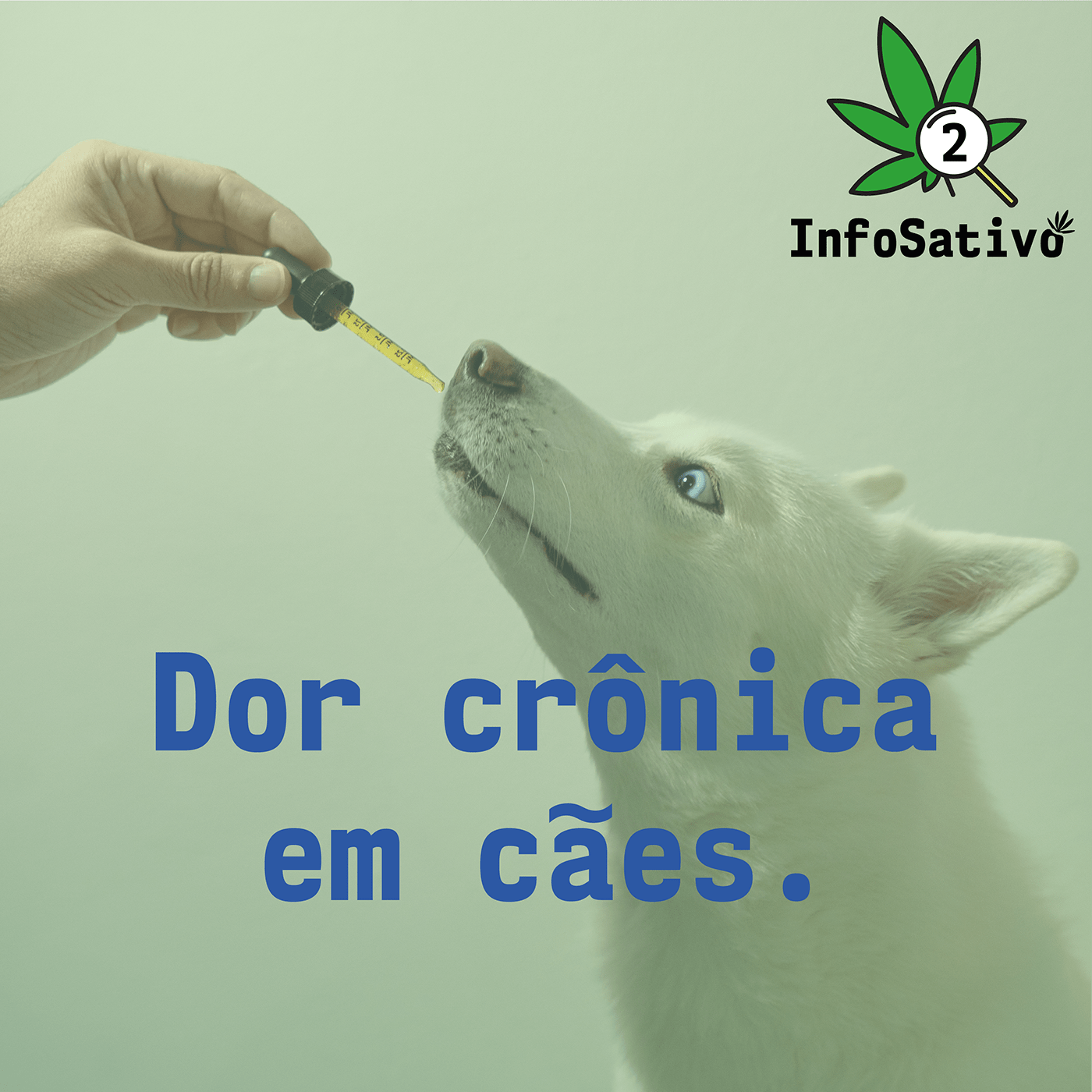 cannabis CBD maconha AssociaçãoCannabis cannabismedicinal cuesta MaconhaMedicinal thc