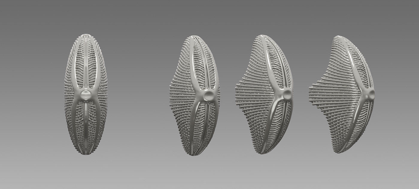 navicula 3D jewelry modeling diatom algae ring concept