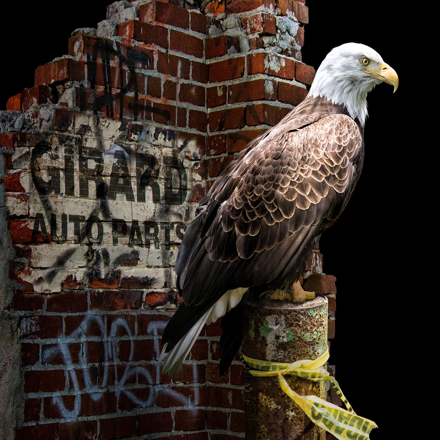 eagle philadelphia Urban city Graffiti birds Philly america photomanipulation retouching 