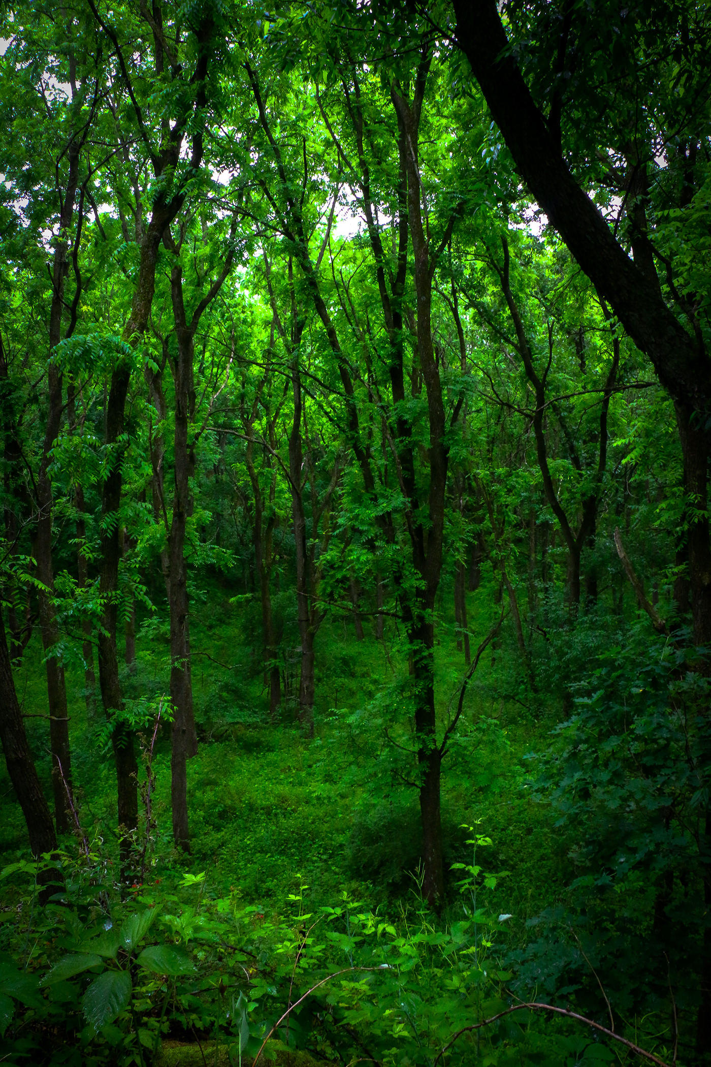 Photography  photoshop Editing  green Nature forest deep forest