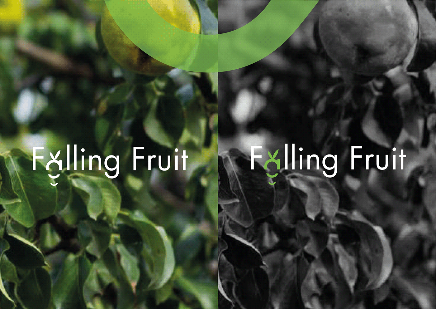 branding  charte graphique design Fruit graphisme logo Logotype UI ux
