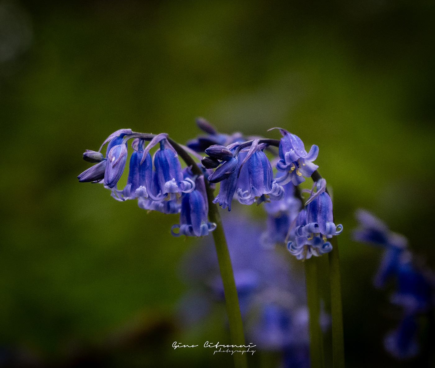 WILD FLOWERS Bluebells forest
