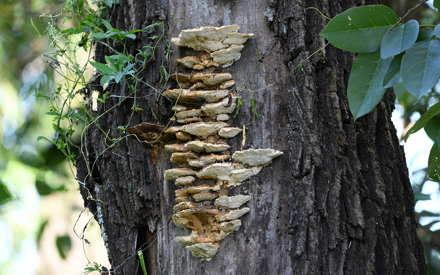 Wildlife photography Nature argentina woods bosque Fungi hongos mushroom trees arboles