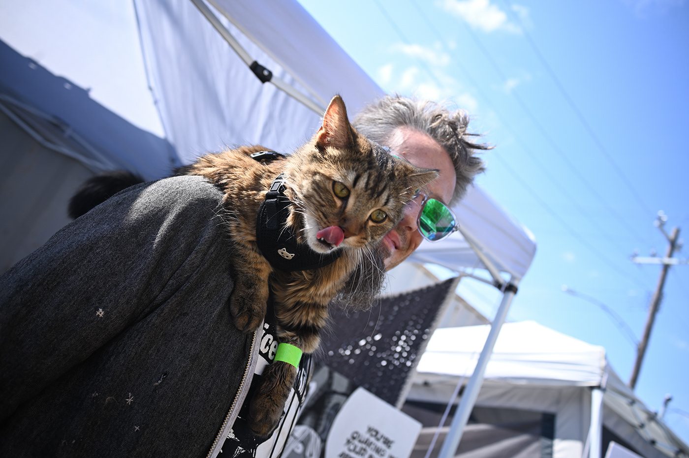 Cat fundraising Photography  portrait Singer ukelele adopt