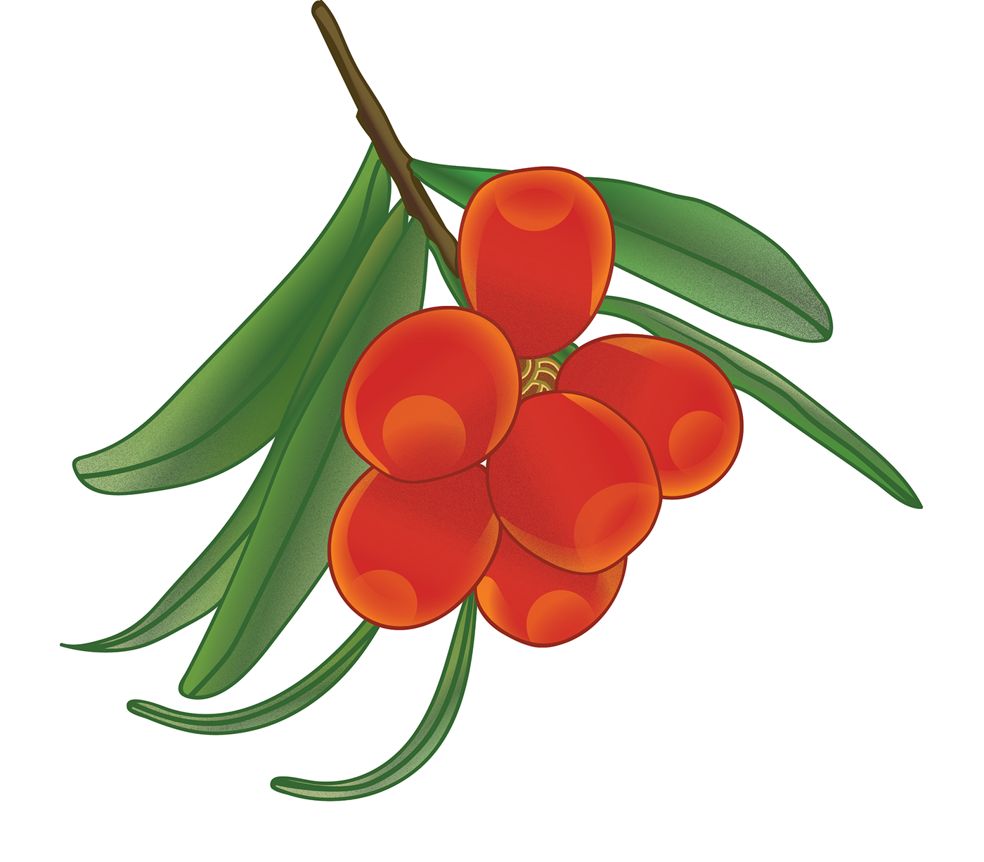 Ashberry berries orange green branch