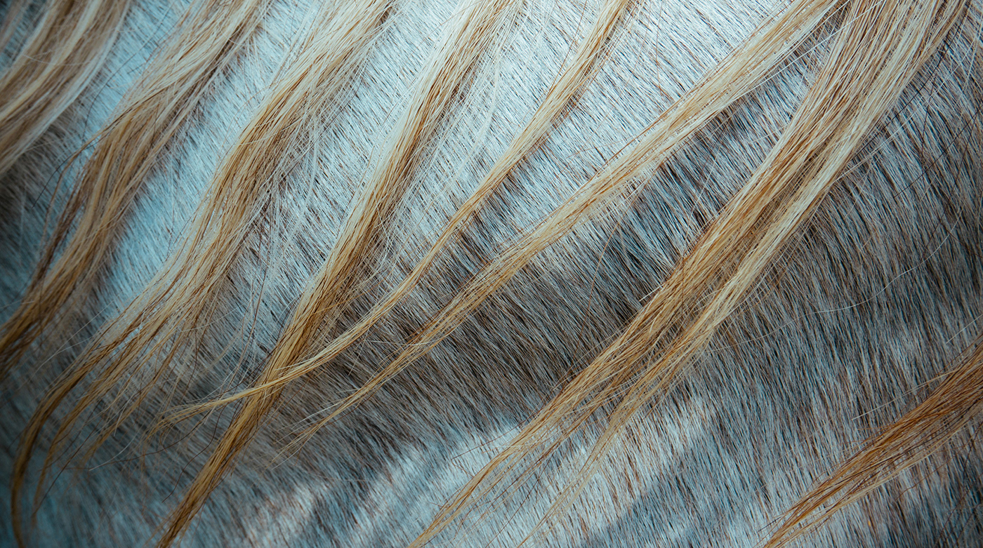 Visuals of Nordic Topline Brand Imagery - horse hair