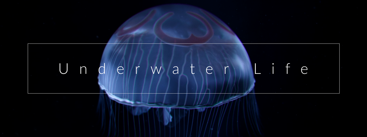 fish houdini jellyfish simulation vfx 3D CGI Render