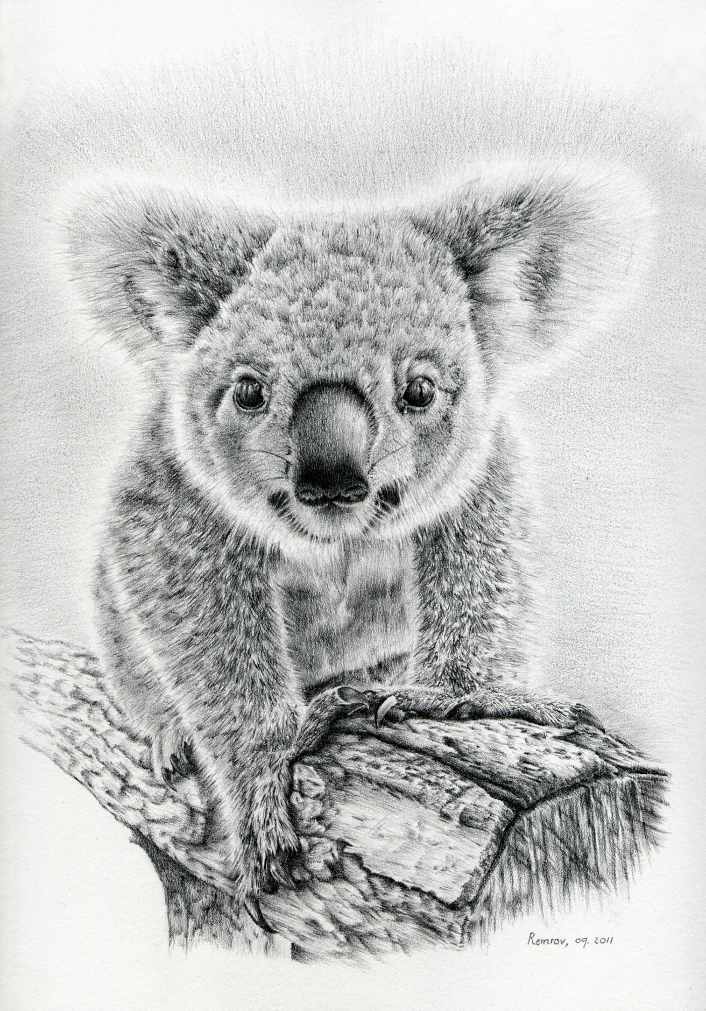 Koala Art :: Behance