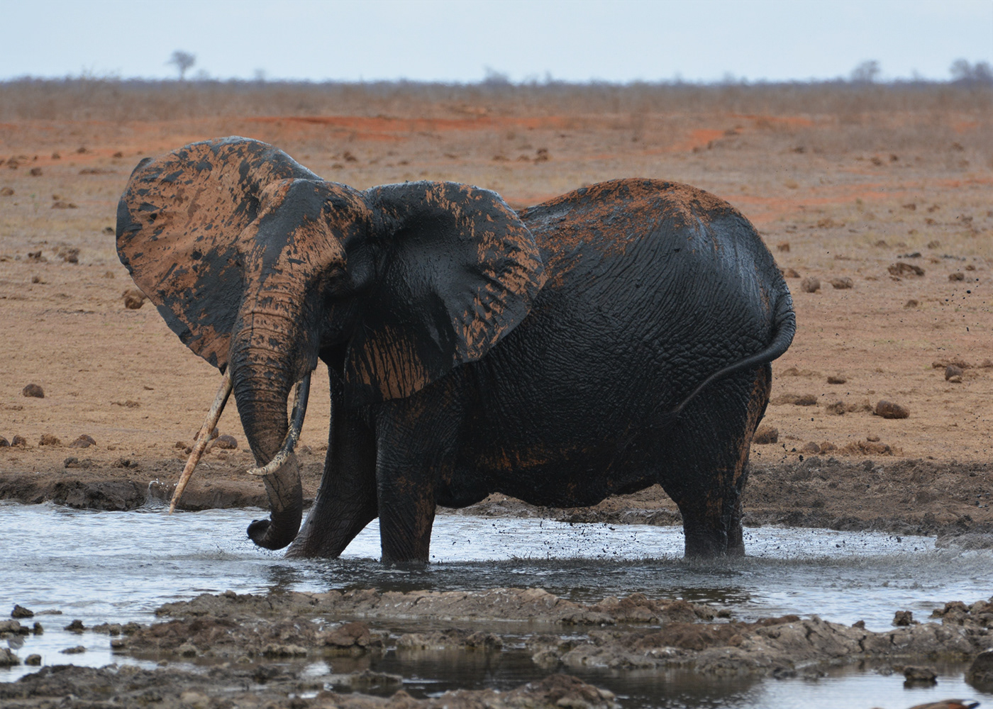 africa elephant elephants kenya Photography  tsavo tsavo east water wildlife Wildlife photography