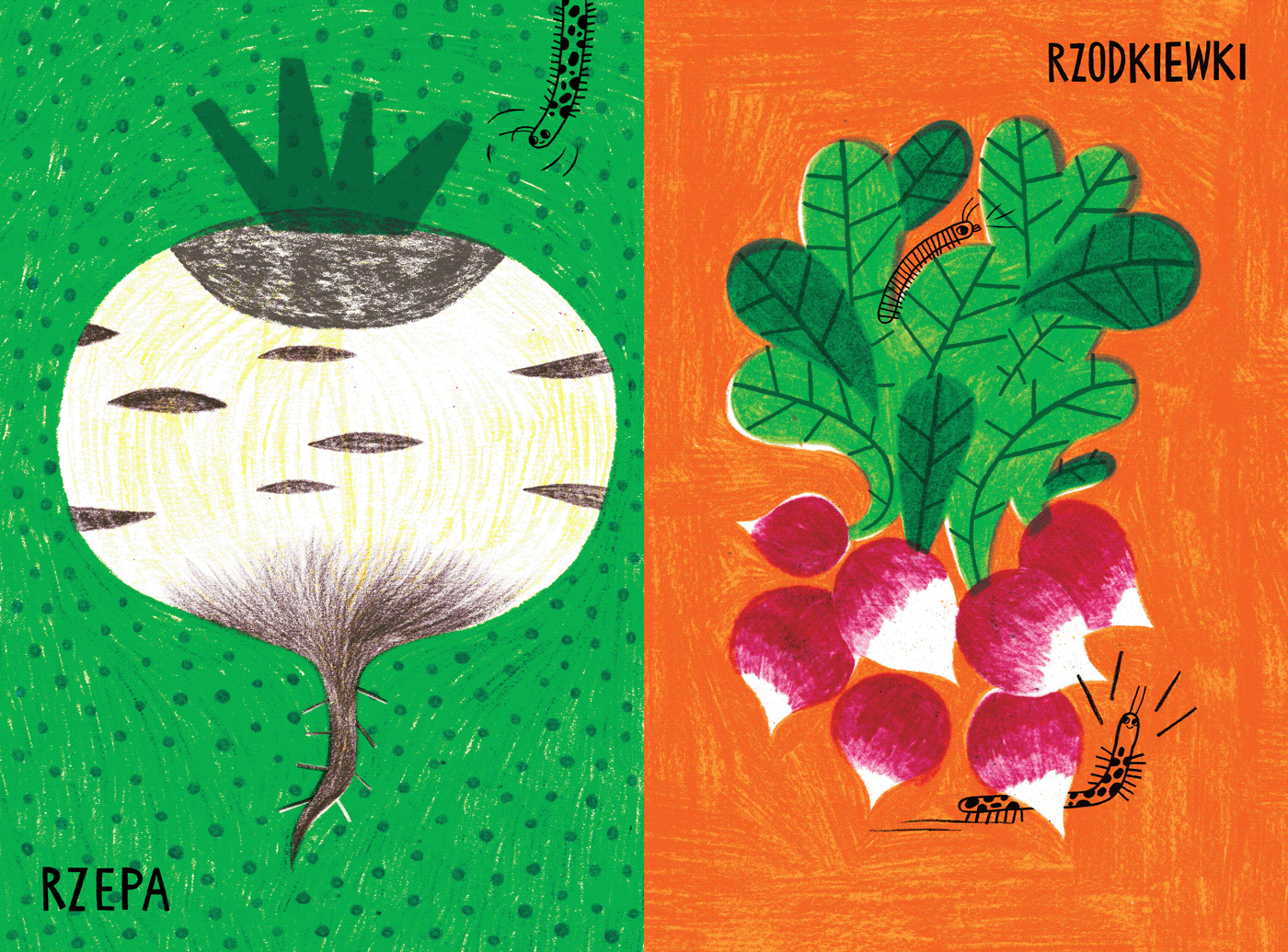 ILLUSTRATION  book for children cardboard book rounded corner vegetables