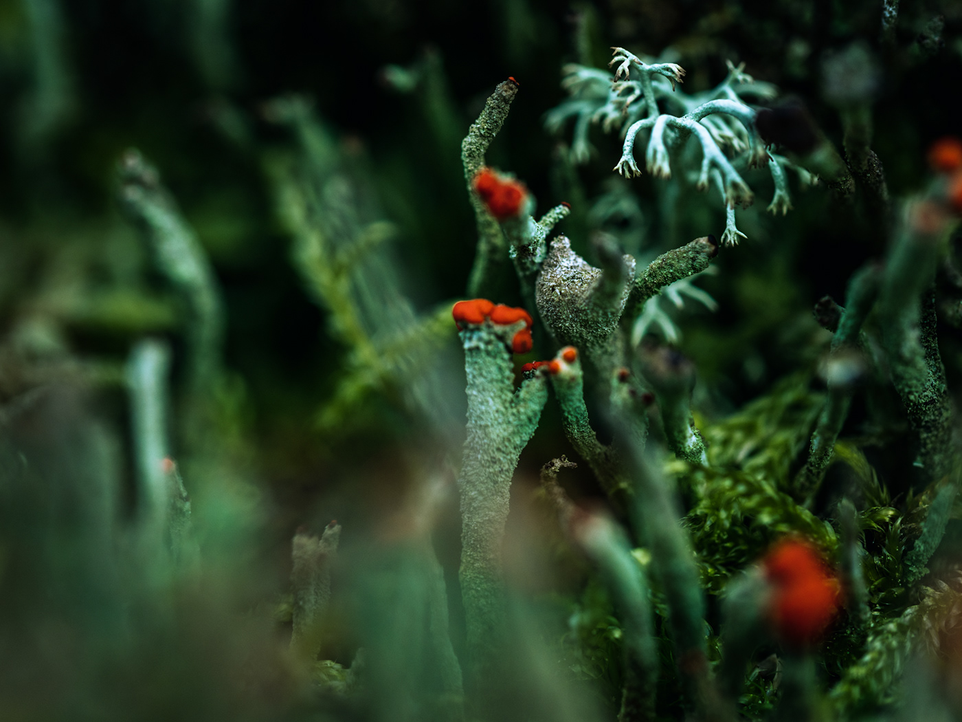 blooming earth green lichen macro Macro Photography mushroom Nature nature photography plants