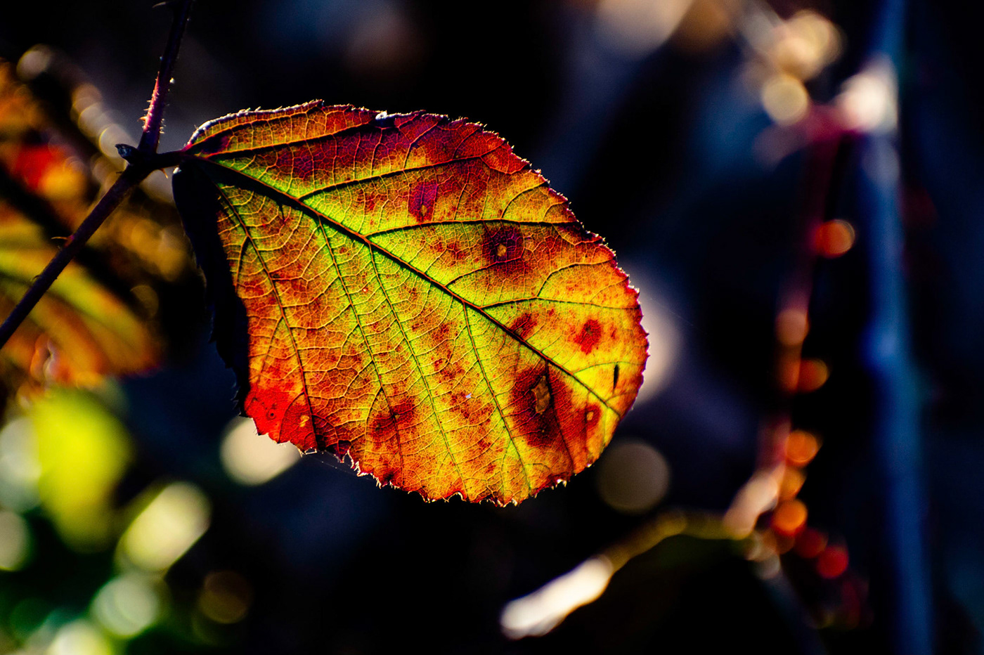 Photography  Nature leaves light color