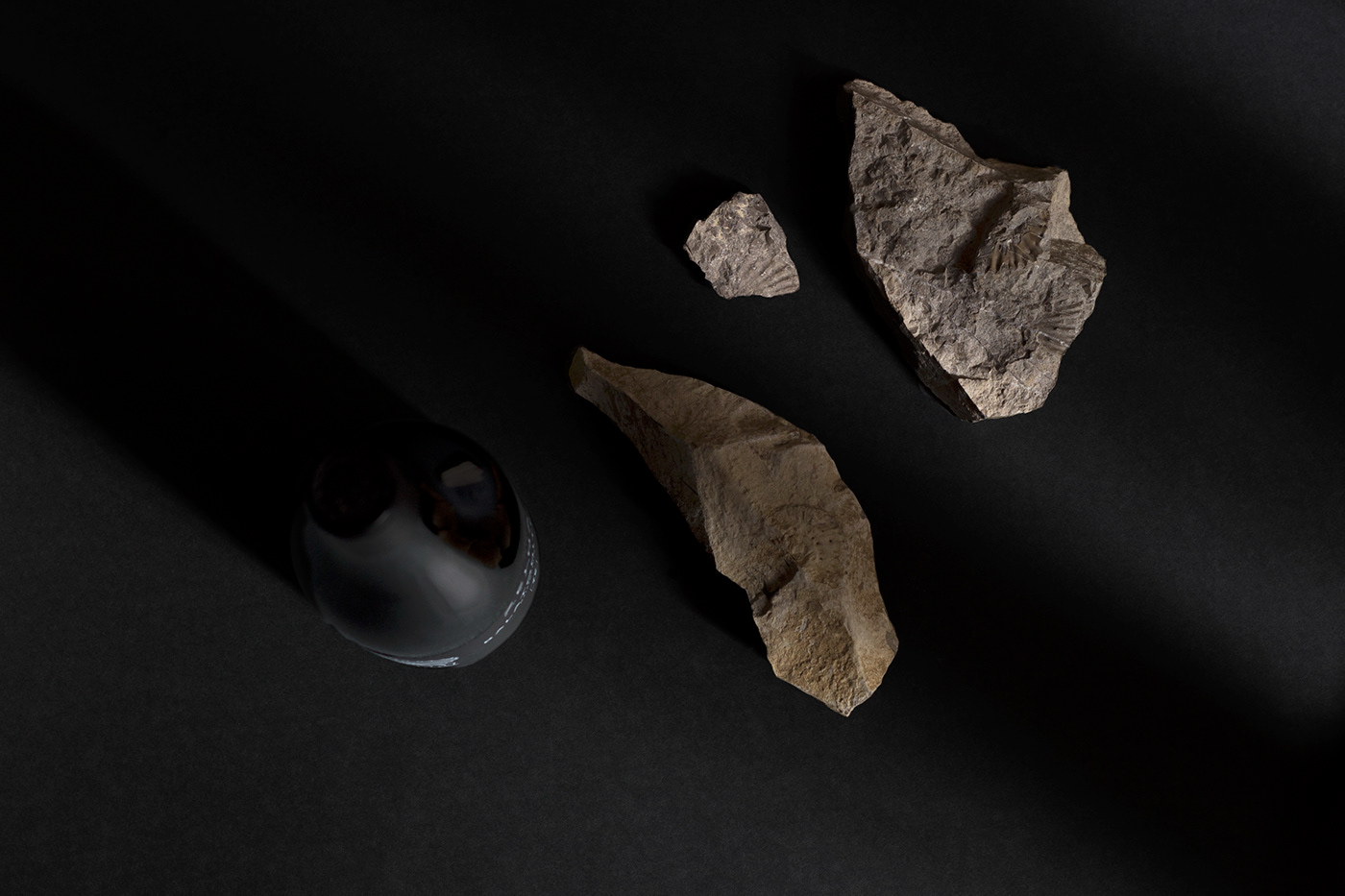 wine label winery ammonites Fossil package design  stone vineyard premium quality wine