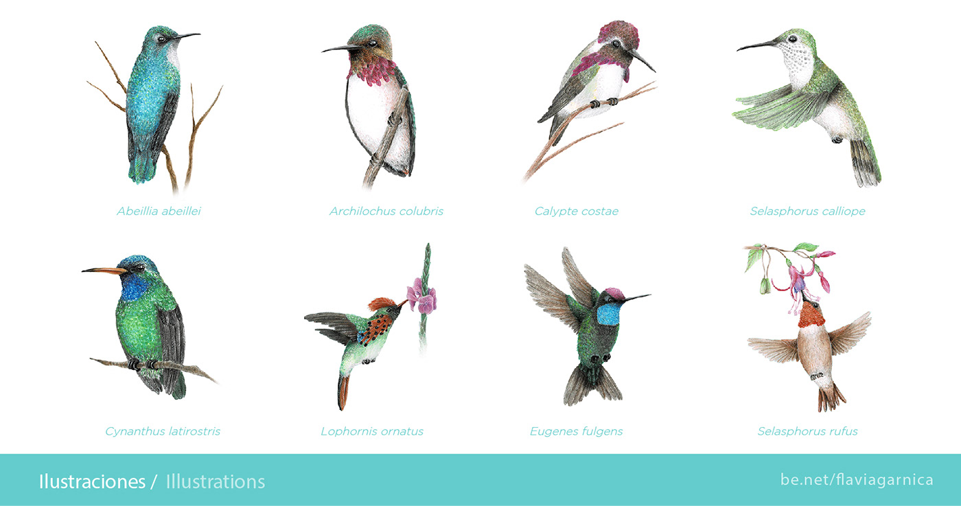 Mapa ilustrado de colibries por Flavia Ilustra / Flavia garnica para Mapoteca