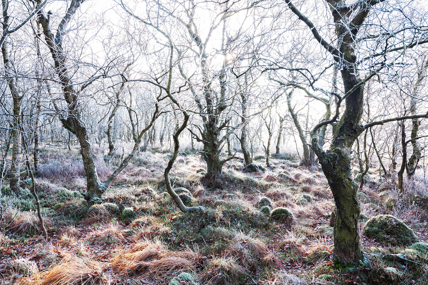 2021 in review Coast forest Landscape loneliness mountain Nature solitude Treescape life