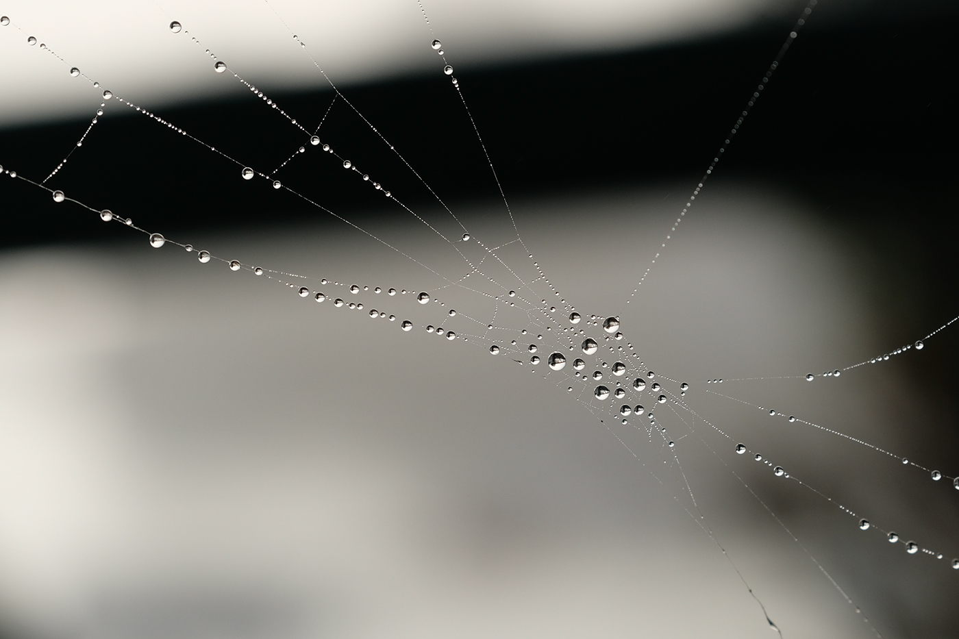 lace spider Web mist brouillard fog araignée toile graphism