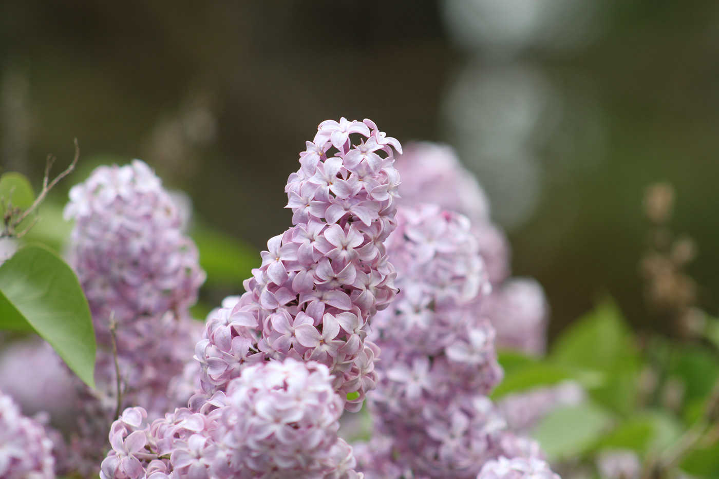 lilacs bloom spring May Flowers