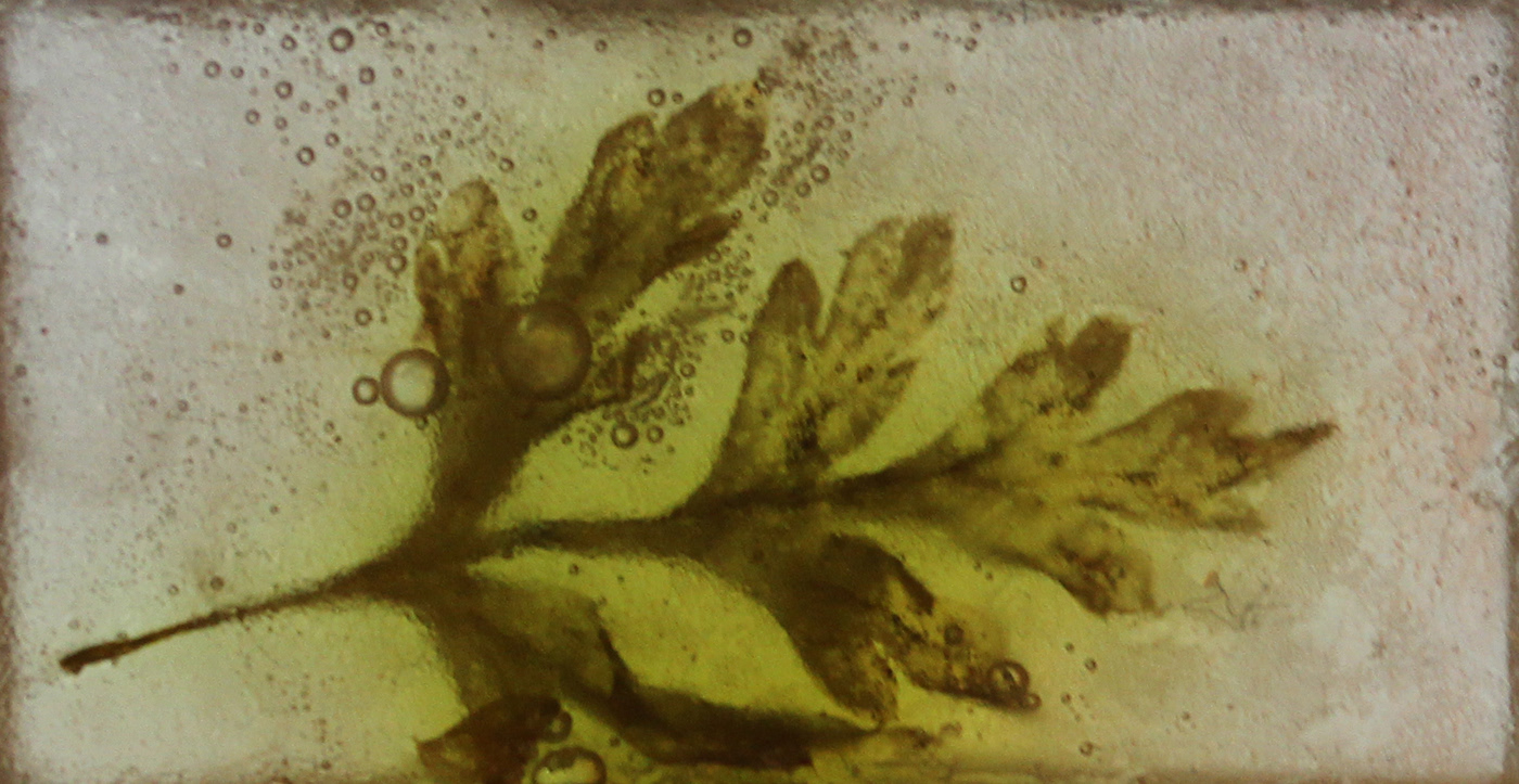 Project Design Project encasing Flowers Photography  glycerin soap
