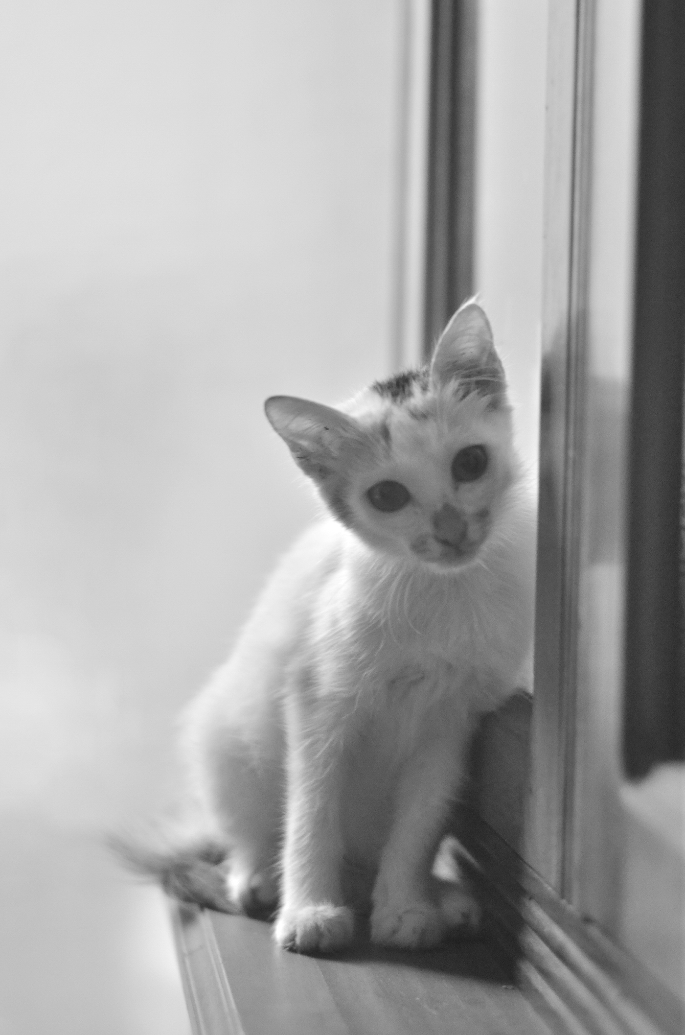 Cat catportait Photography  indoorphotography glamourportait photos