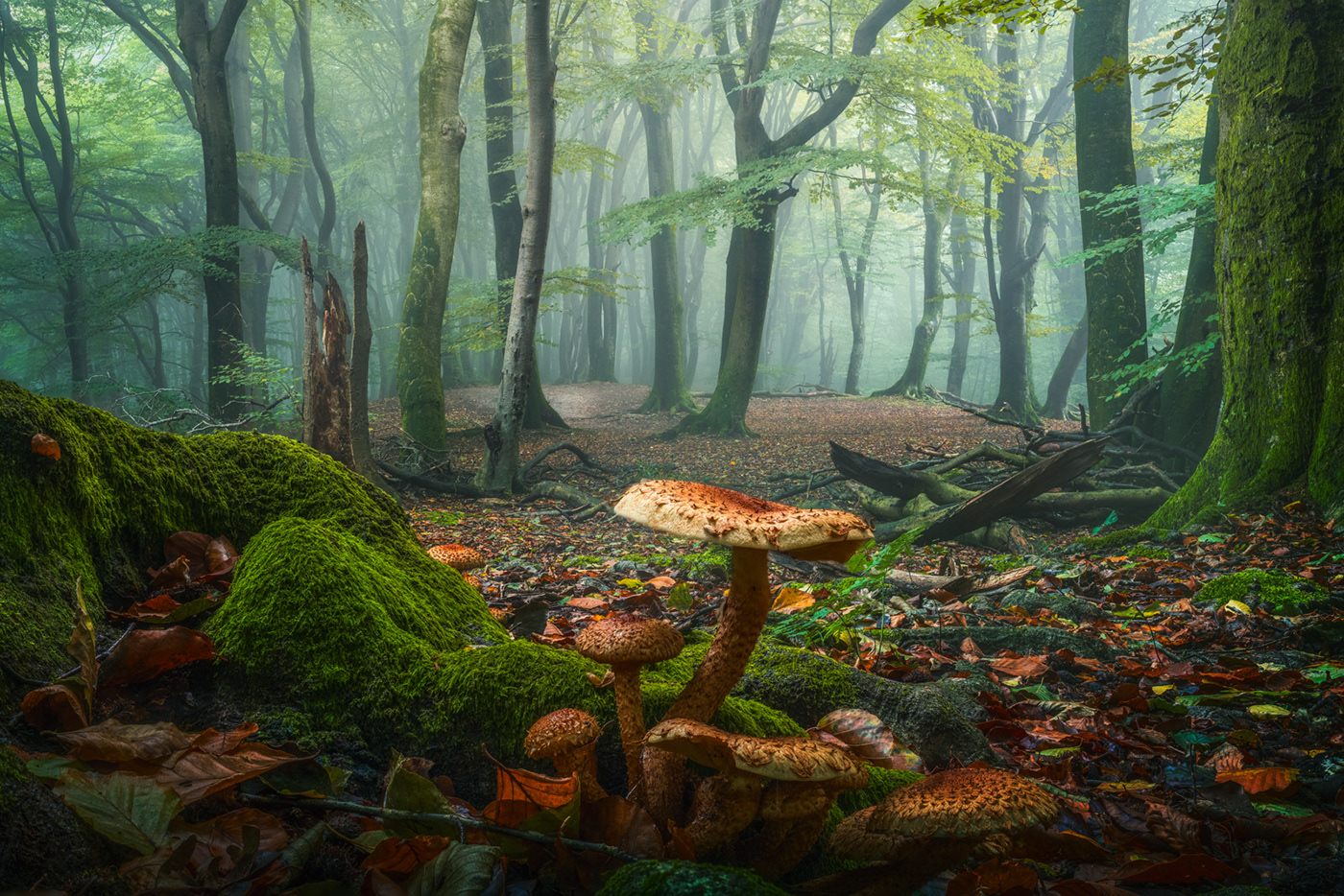 Mushrooms shrooms forest fairytale Magic  