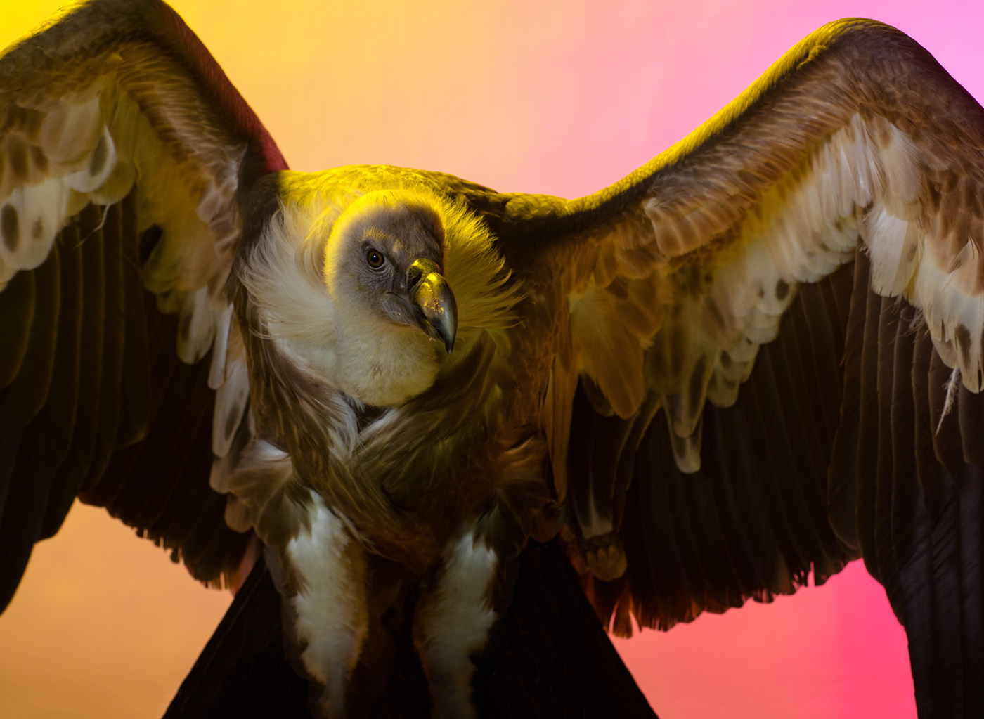 animals conservation art limited edition wolves vulture wolf Animal Lectures studio Live Shoot Andrew McGibbon wild mammal birds