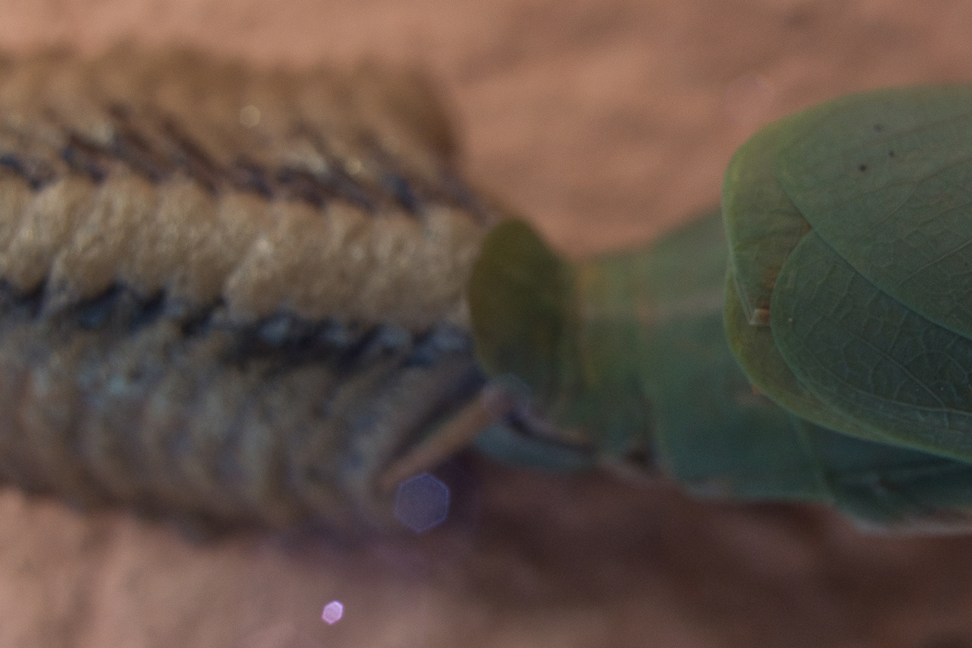 Insight Mantodea mantid praying mantis Insects arthropods macro