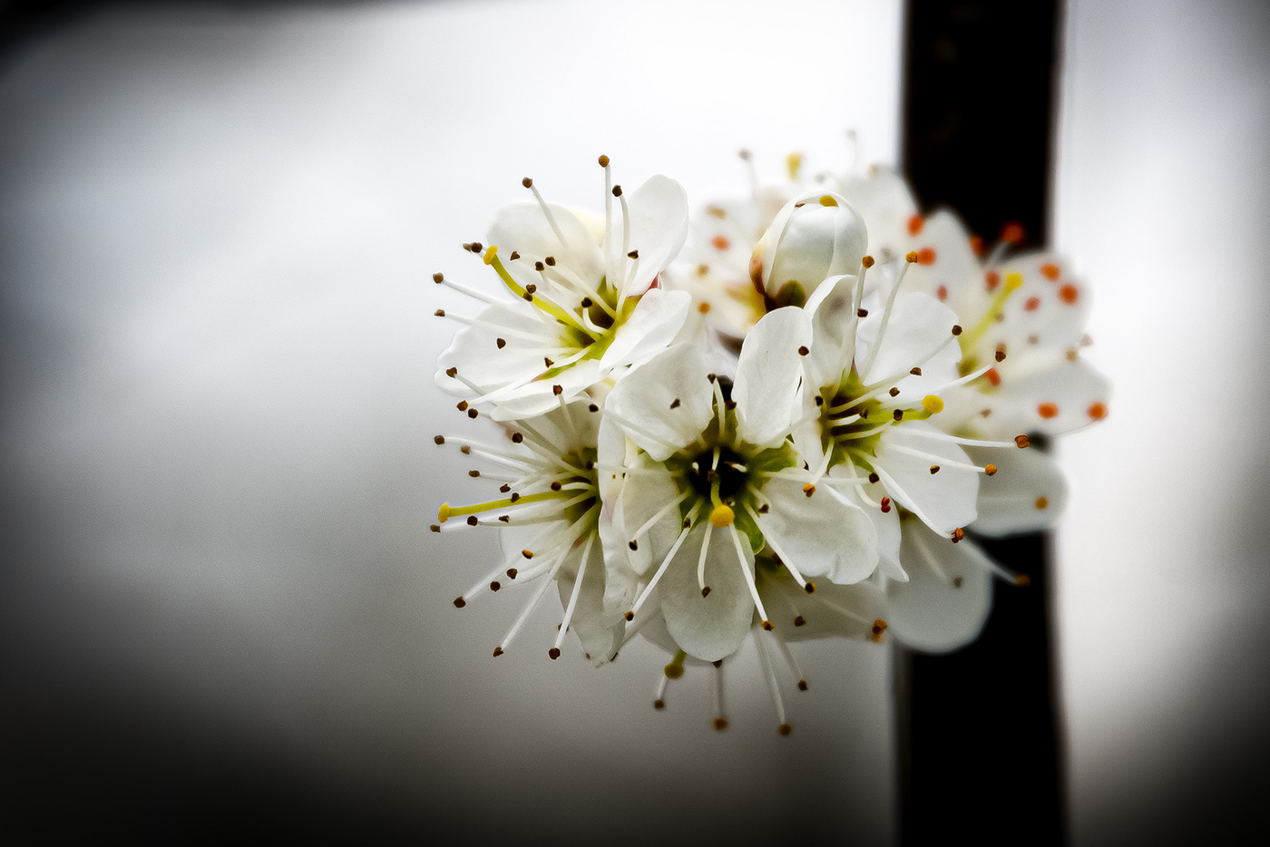 spring Nature Photography  blossoms