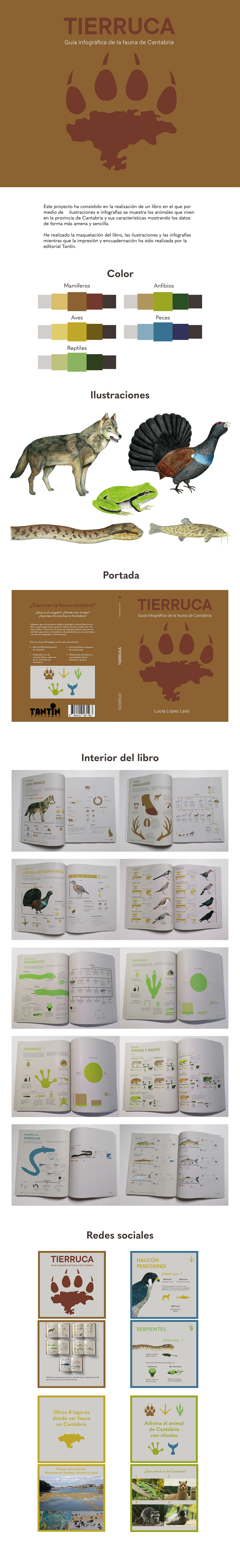 animal Cantabria diseño gráfico ILLUSTRATION  ilustracion infografia infografias infographic natural Nature