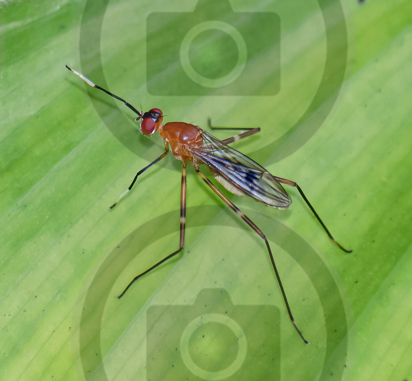Fotografia photographer Insects Nature macro entomology Macro Photography