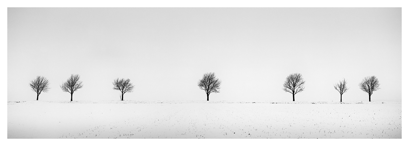 Gerald Berghammer | Cherry Trees in snow Field, winter landscape, Austria | Available for Sale