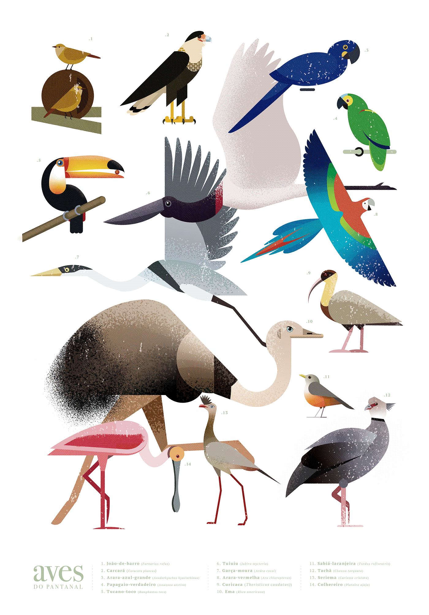 animais aves birds Brasil fauna pantanal poster print wildlife