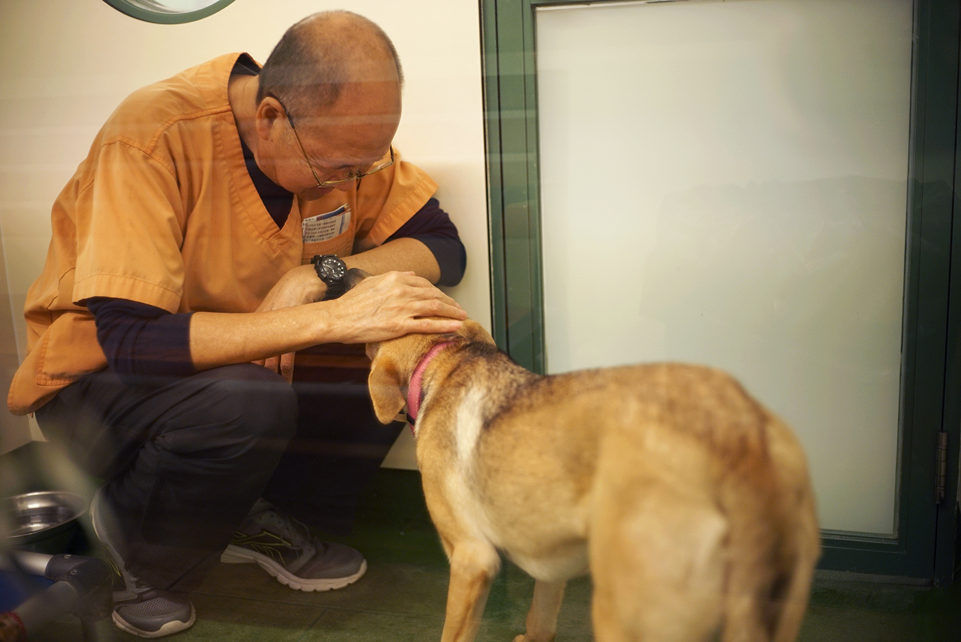 animal shelter volunteer dog Cat adoption Hong Kong stray stray dog