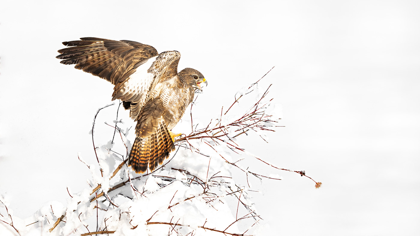 snow winter bird falcon buzzard wildlife Nature