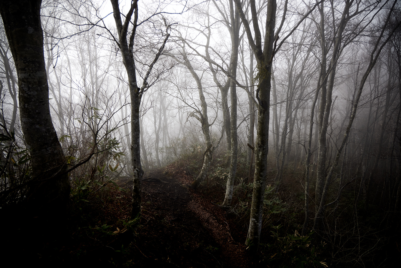dark fog forest Landscape mountain Nature Photography  spring trees woods