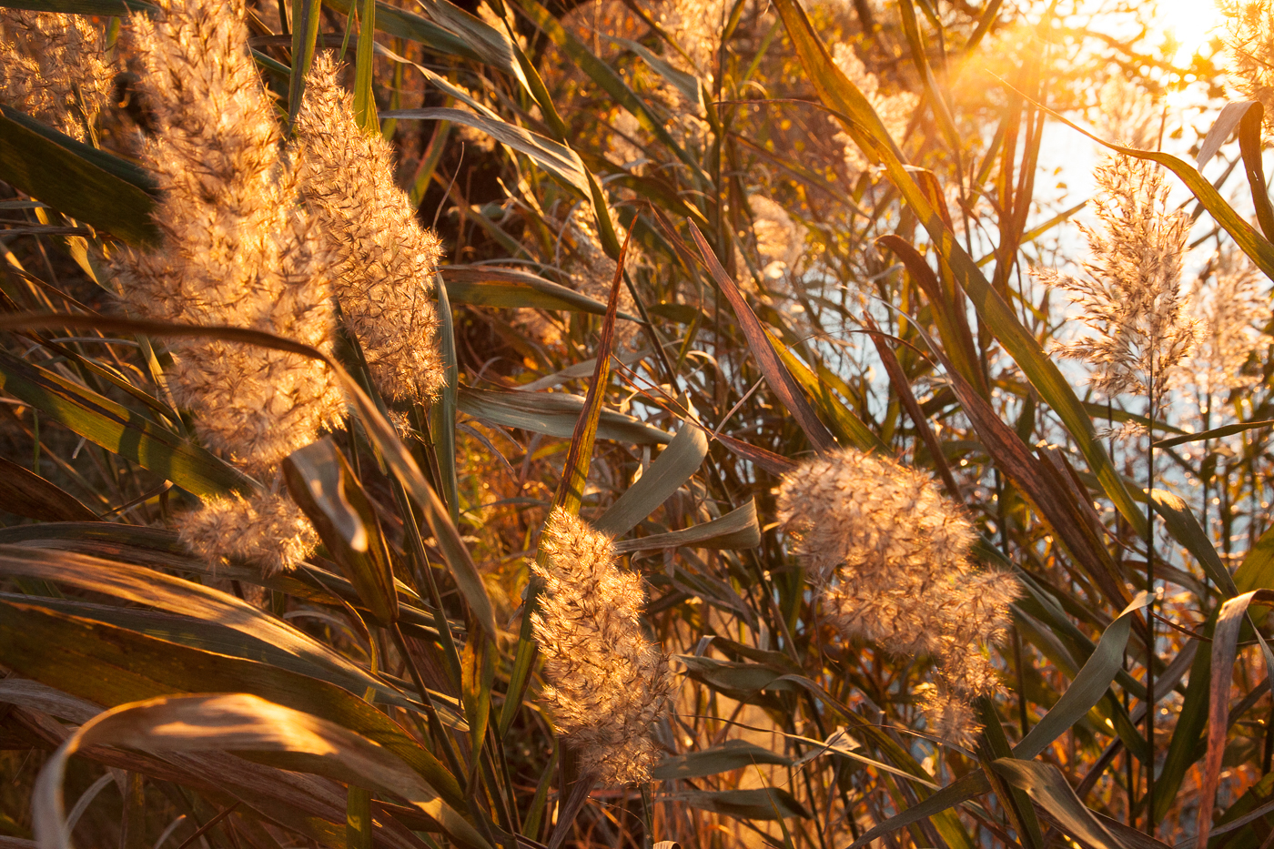 Adobe Portfolio Photography  Nature Flora fauna faces Fall folliage