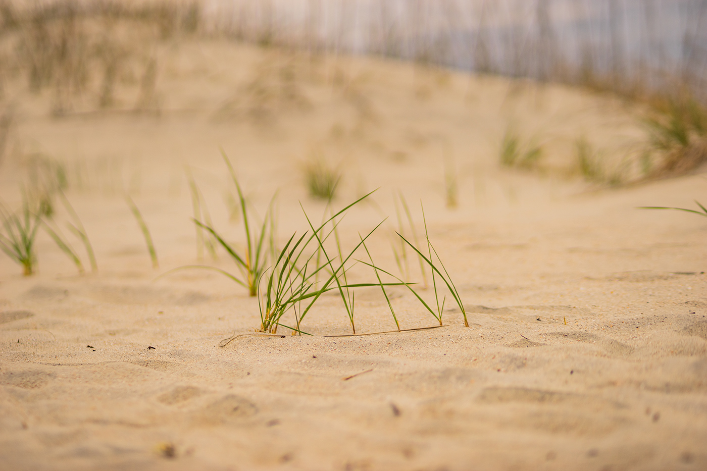 beach beach grass Beach walkway Beachgrass bent grass boardwalk coastal dune dunes flowering plants