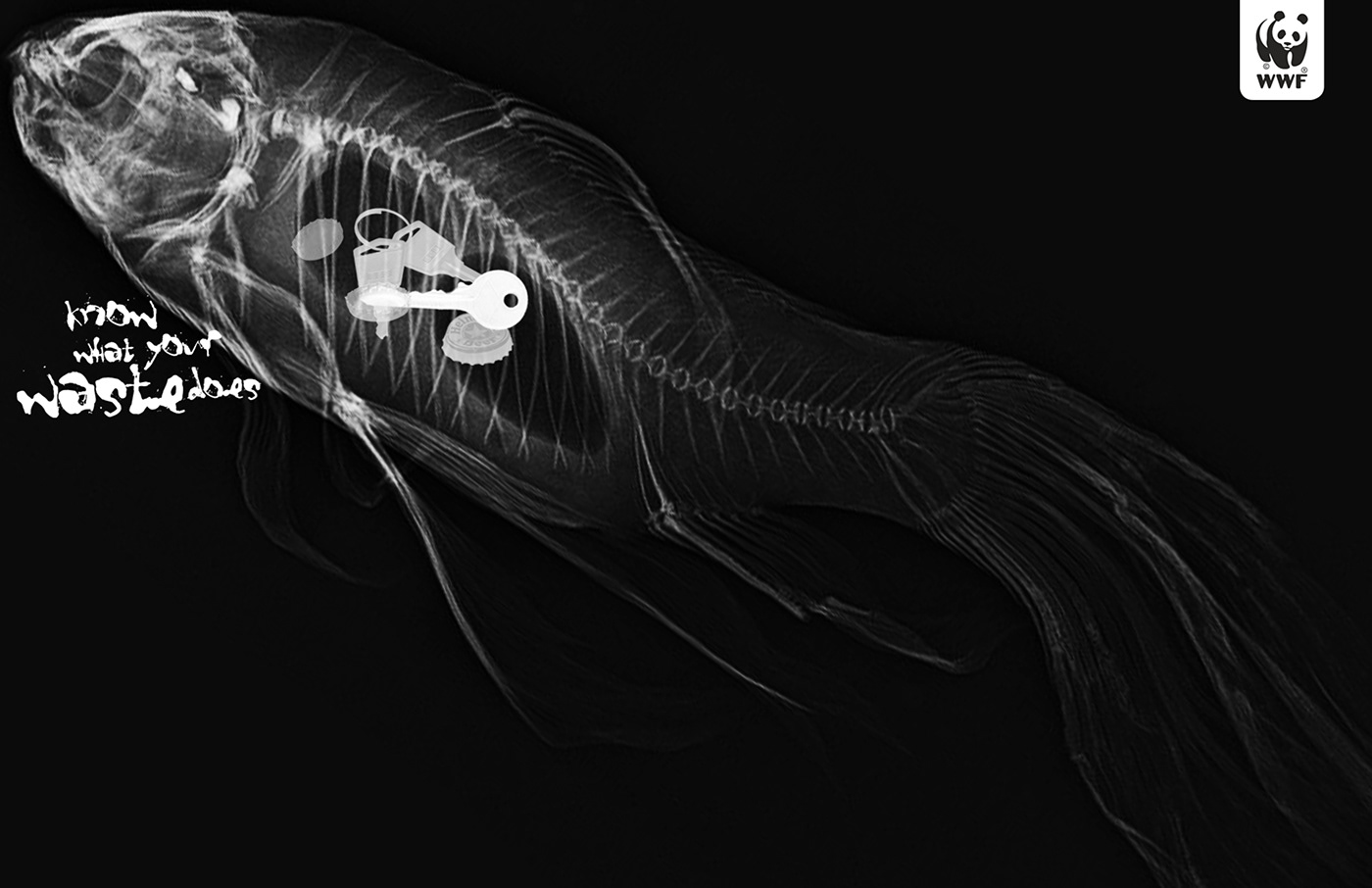 global warming marine mammals WWF world wide fund Promotion postcard design x-ray dark