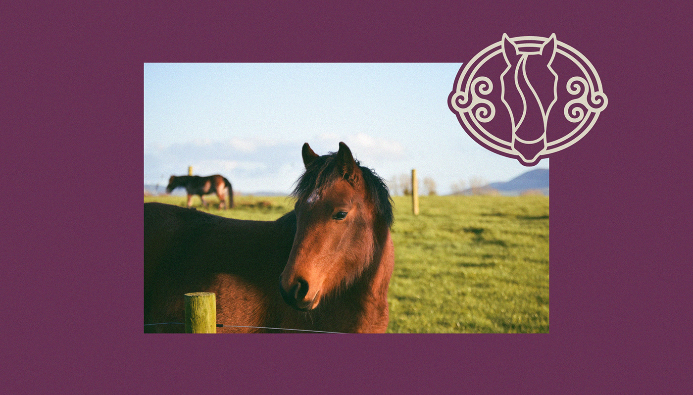 Photo of two ponys in the irish field with a minimalist logo in the corner and a purple background