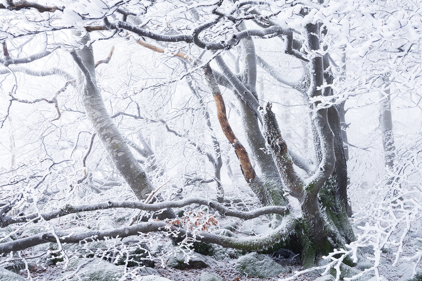 hoarfrost winter Nature Photography  Treescape mountain forest fog frozen snow