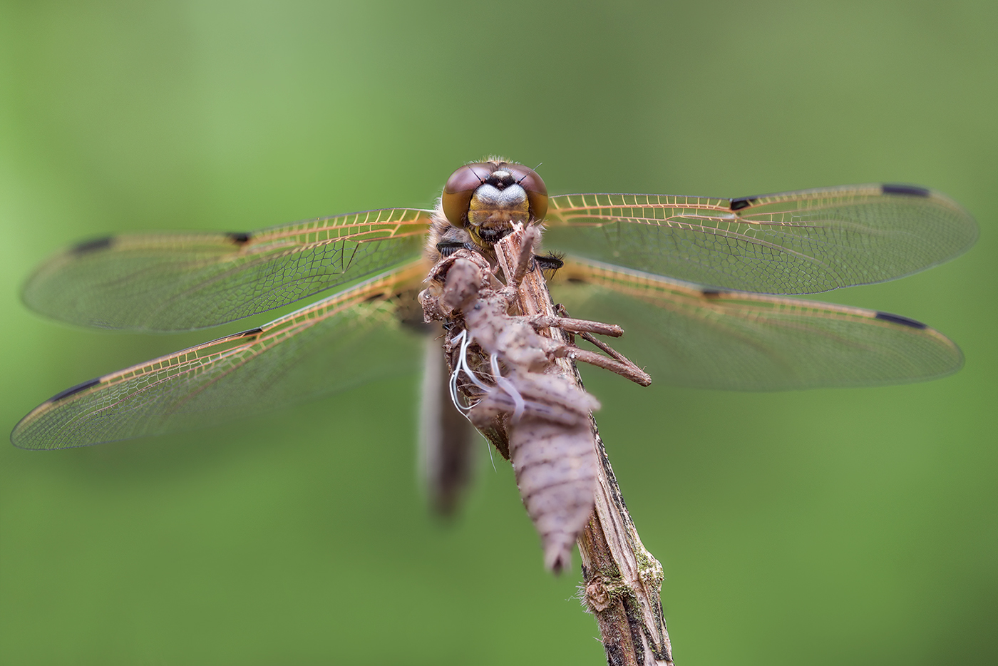Macro Photography macro Insects dragonfly close up Nature wild life four-spotted chaser Libellula quadrimaculata