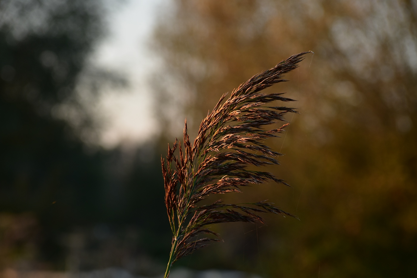 Photography  autumn sunlight field horse