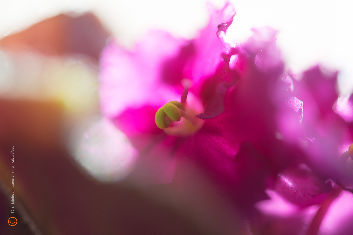 photo green magenta pink violet Viola spring