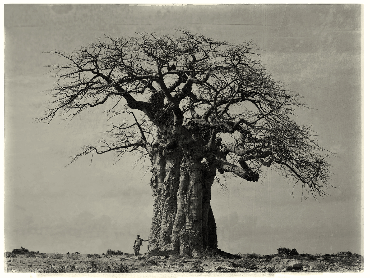 baobab tree tree of life Tanzania