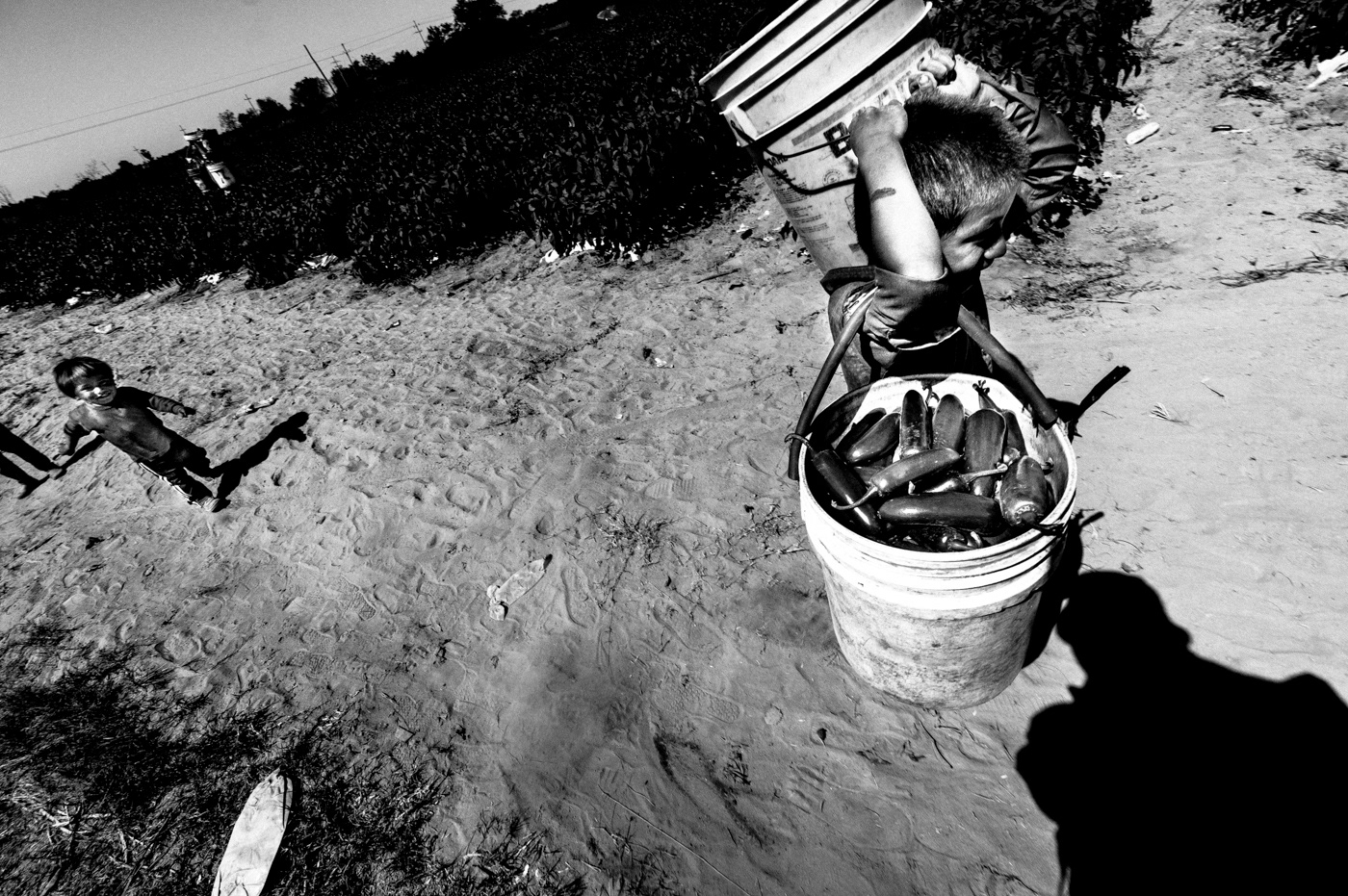 Chilli chillies matt mawson mexico migrant labor sinaloa documentrayphotography