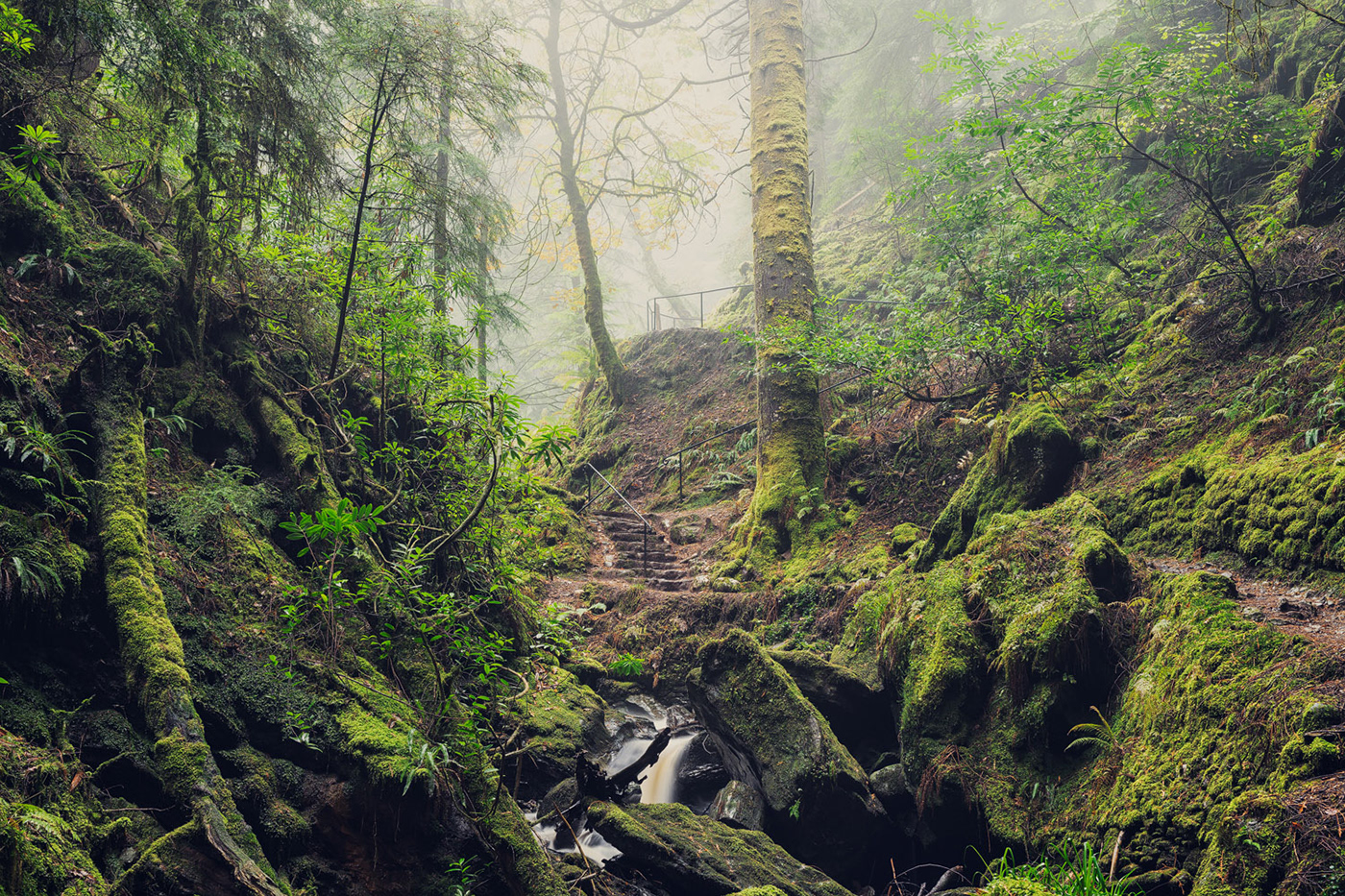 fog glen Gorge mist Nature rain secret waterfall Northwest rainforest