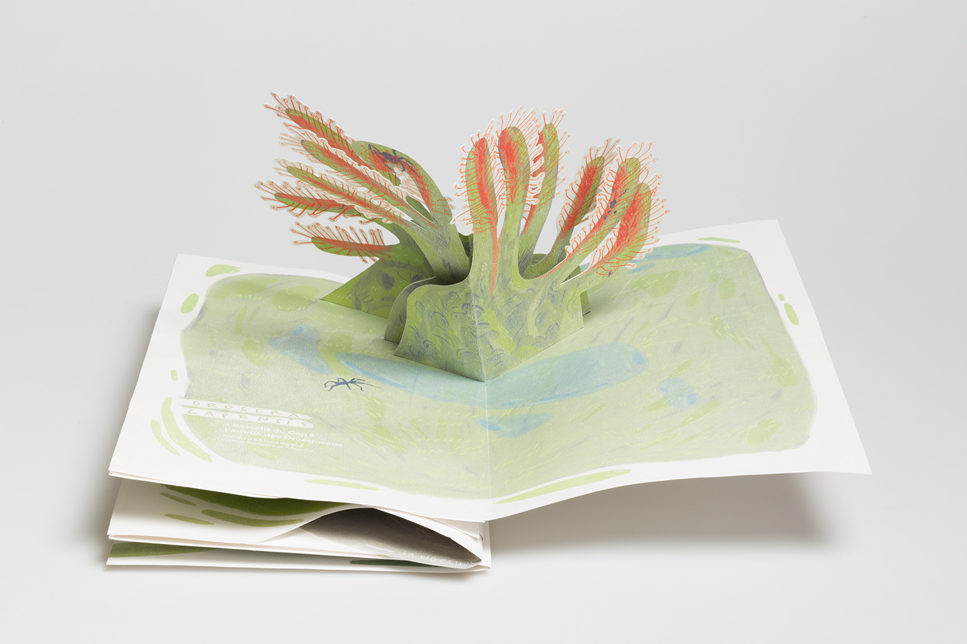 art carnivorous plant scientific illustration