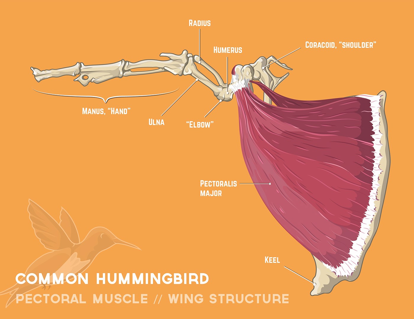 Hummingbird Wing Structure Inset on Behance