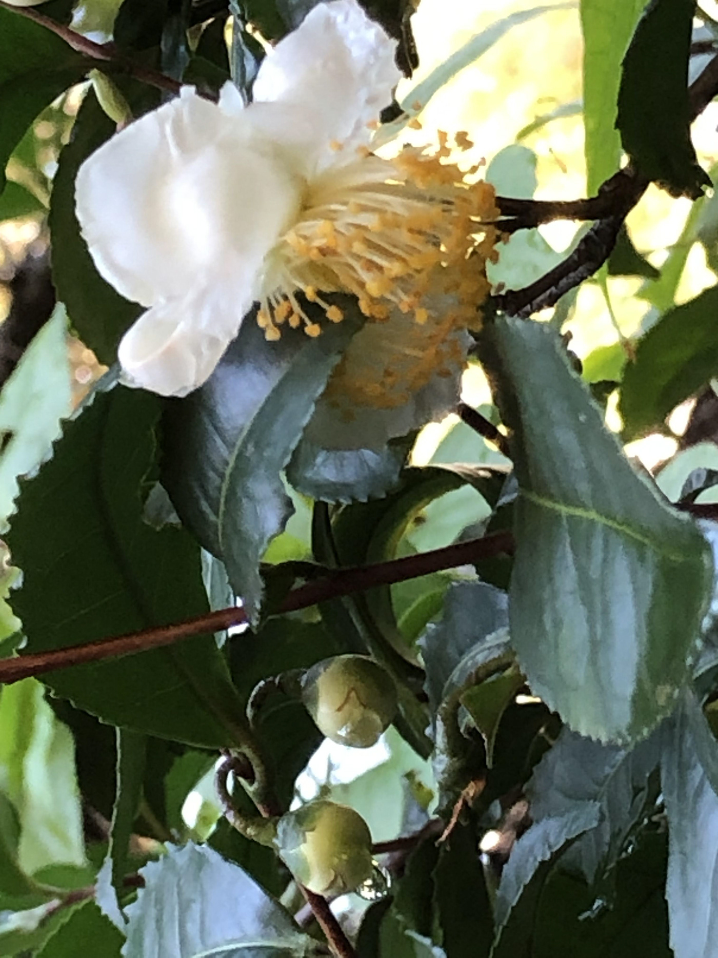 flower acorn camellia sinensis moon