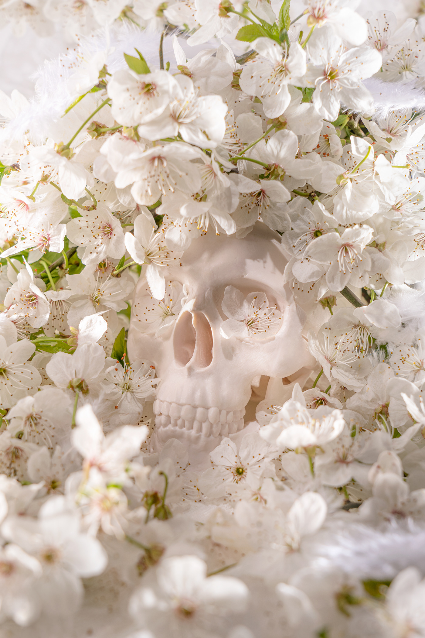 Photography  photographer photo still life photography Stage Photography Flowers skull death skullart stagephotography