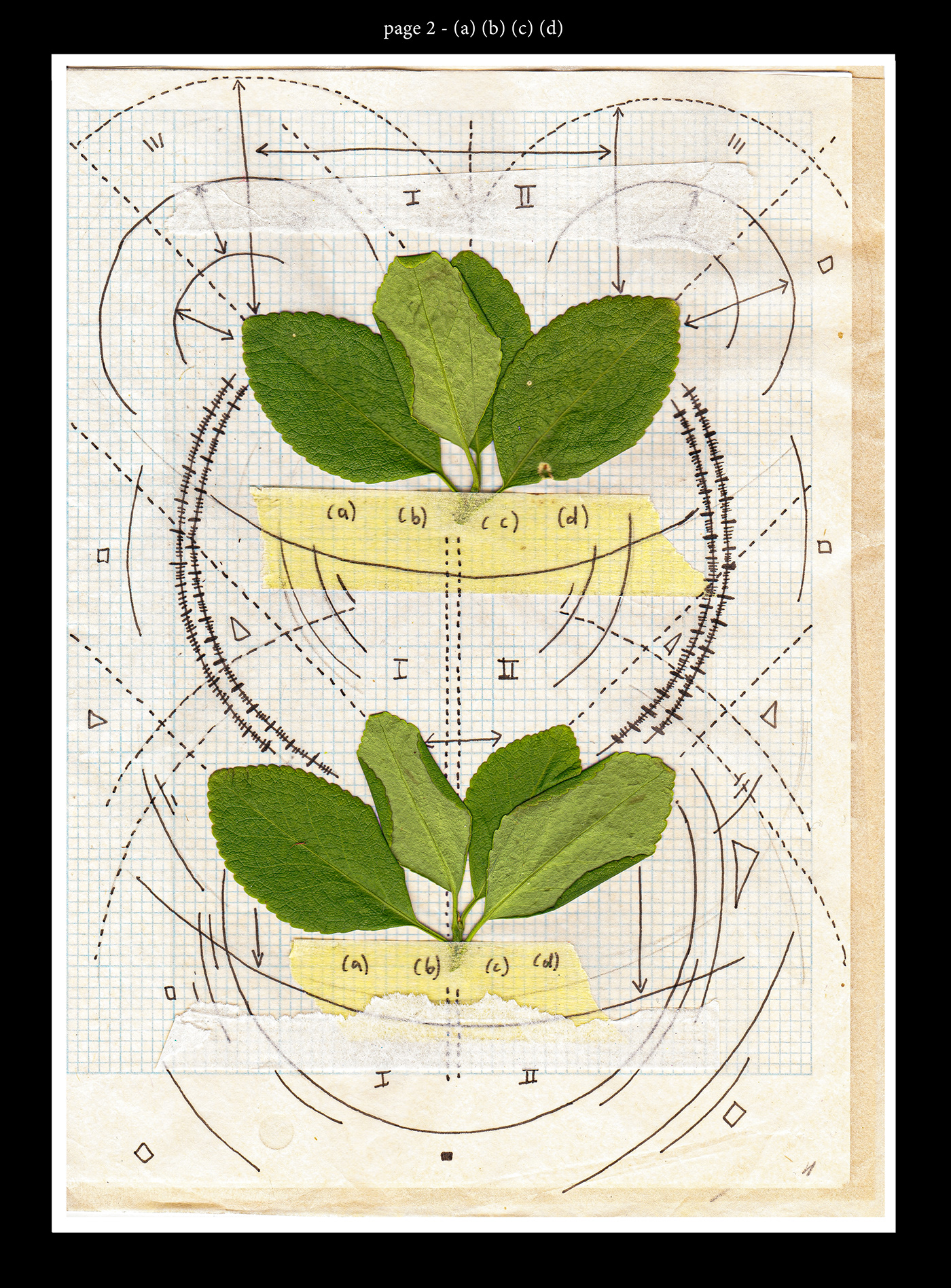 abstract flower geometric lockdown math Nature Plant Quarantine science shapes